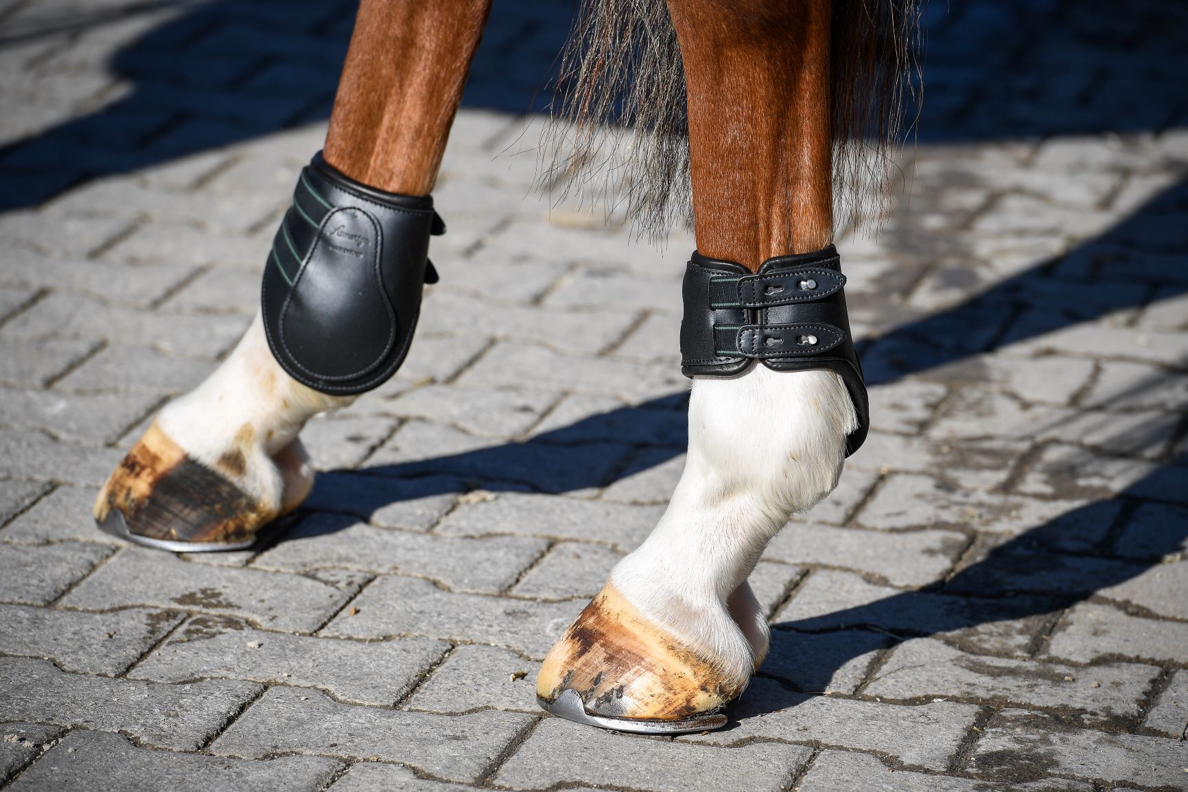 Amerigo SK Pialotta Knopfverschluss